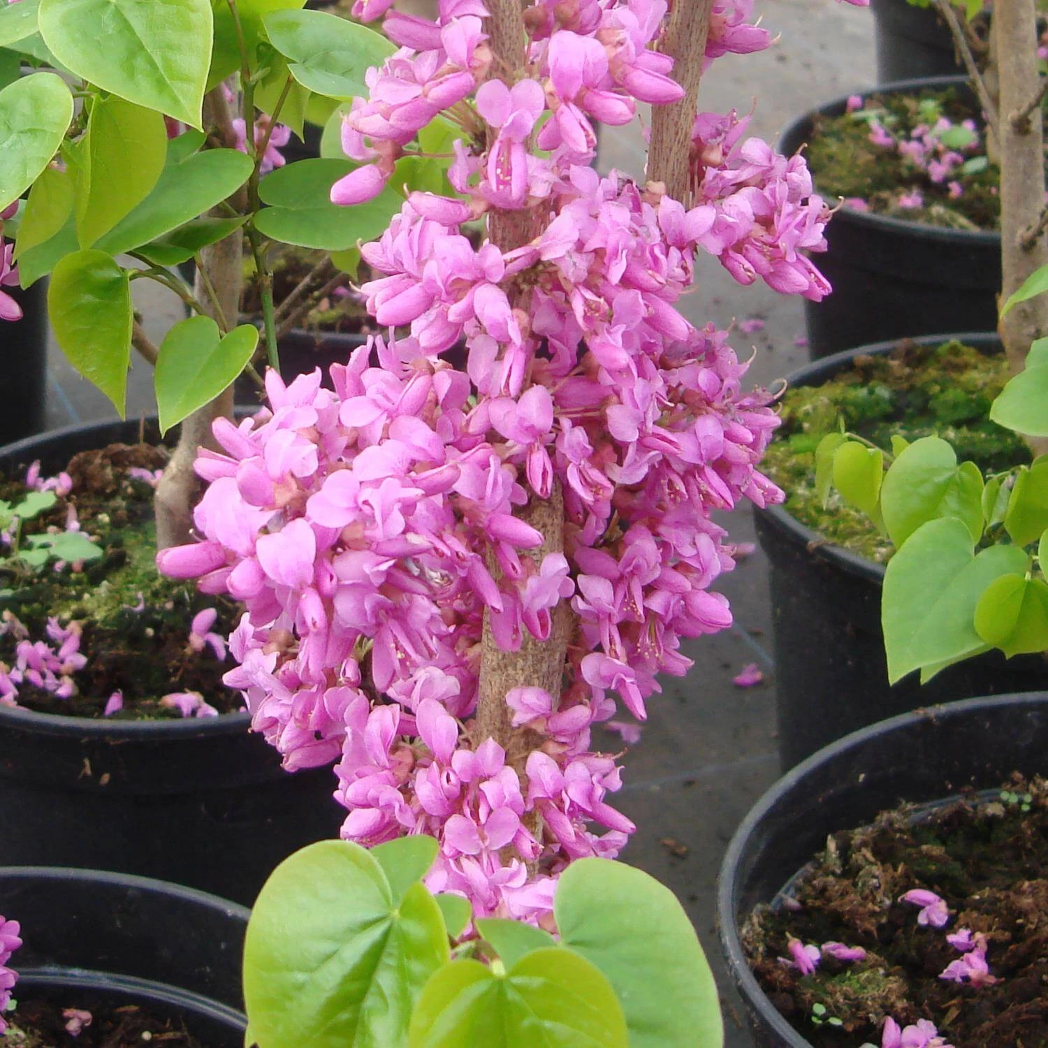 Cercis Chinensis 'Avondale' – Bild 2