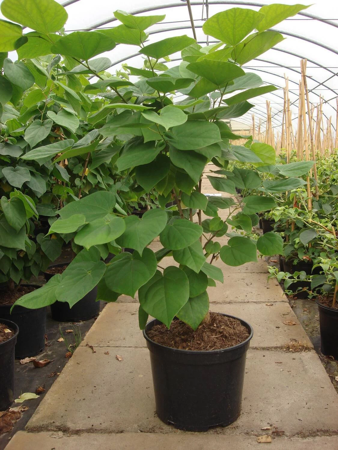 Cercis Chinensis 'Avondale' – Bild 3