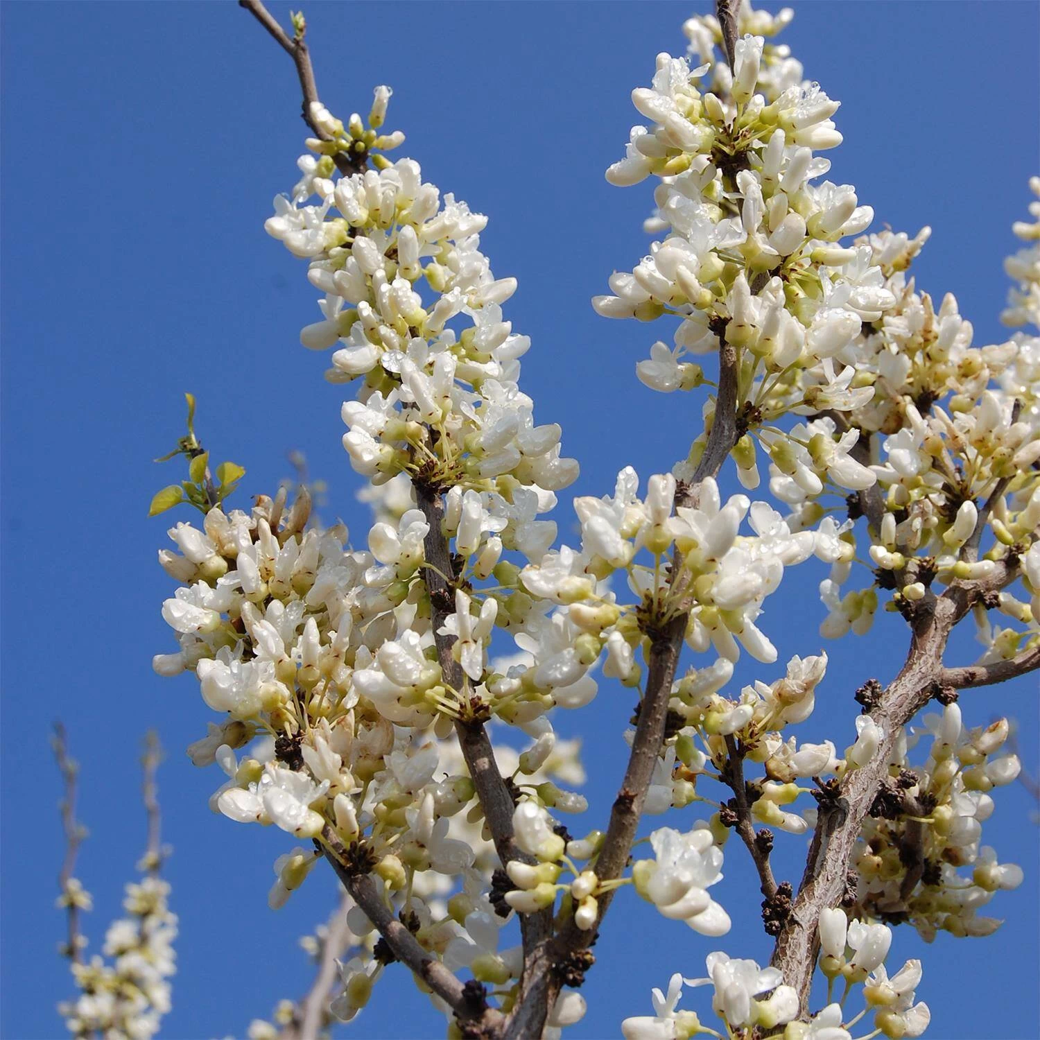 Cercis Chinensis 'Shirobana'
