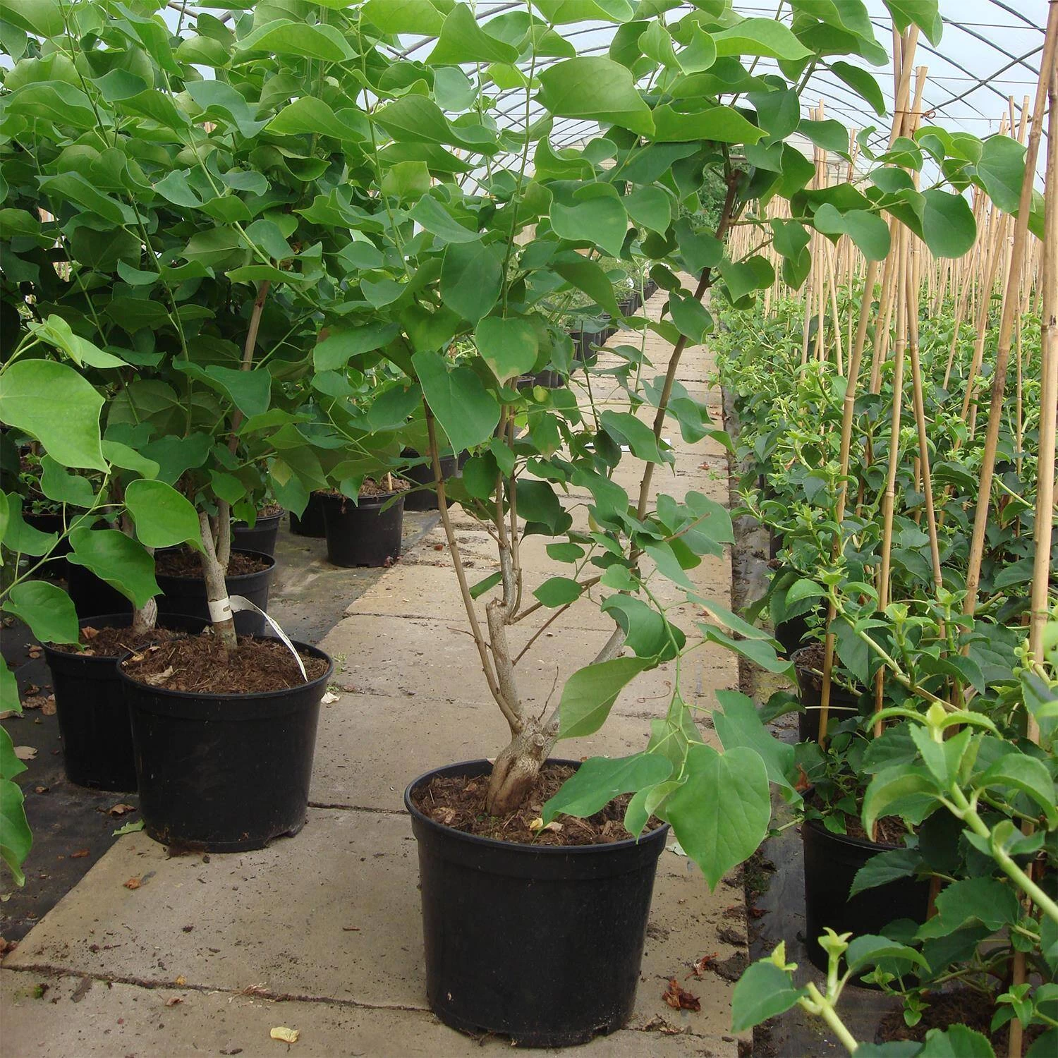 Cercis Chinensis 'Shirobana' – Bild 2