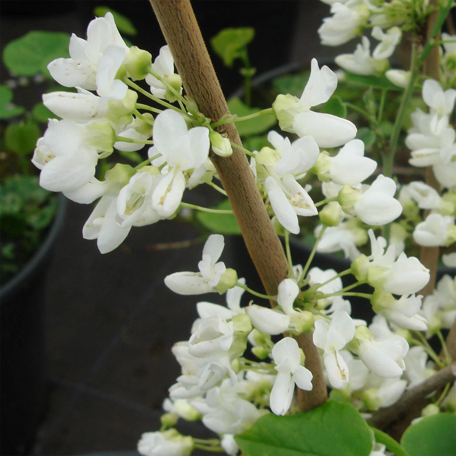 Cercis Chinensis 'Shirobana' – Bild 3