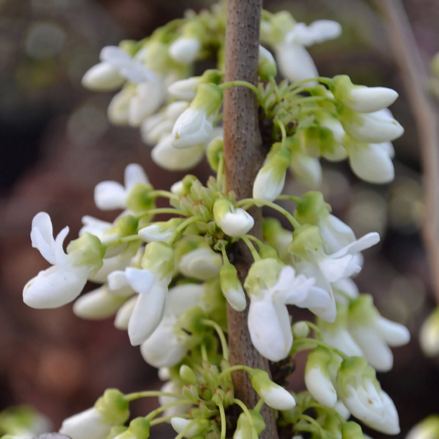 Cercis Chinensis 'Shirobana' – Bild 4