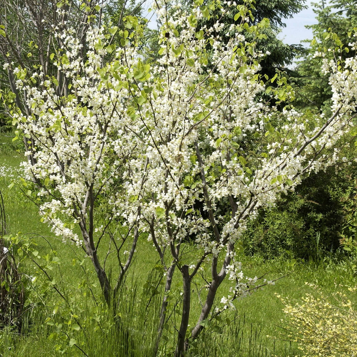 Cercis Siliquastrum 'Alba' – Bild 2