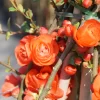 Chaenomeles Speciosa 'Orange Storm'