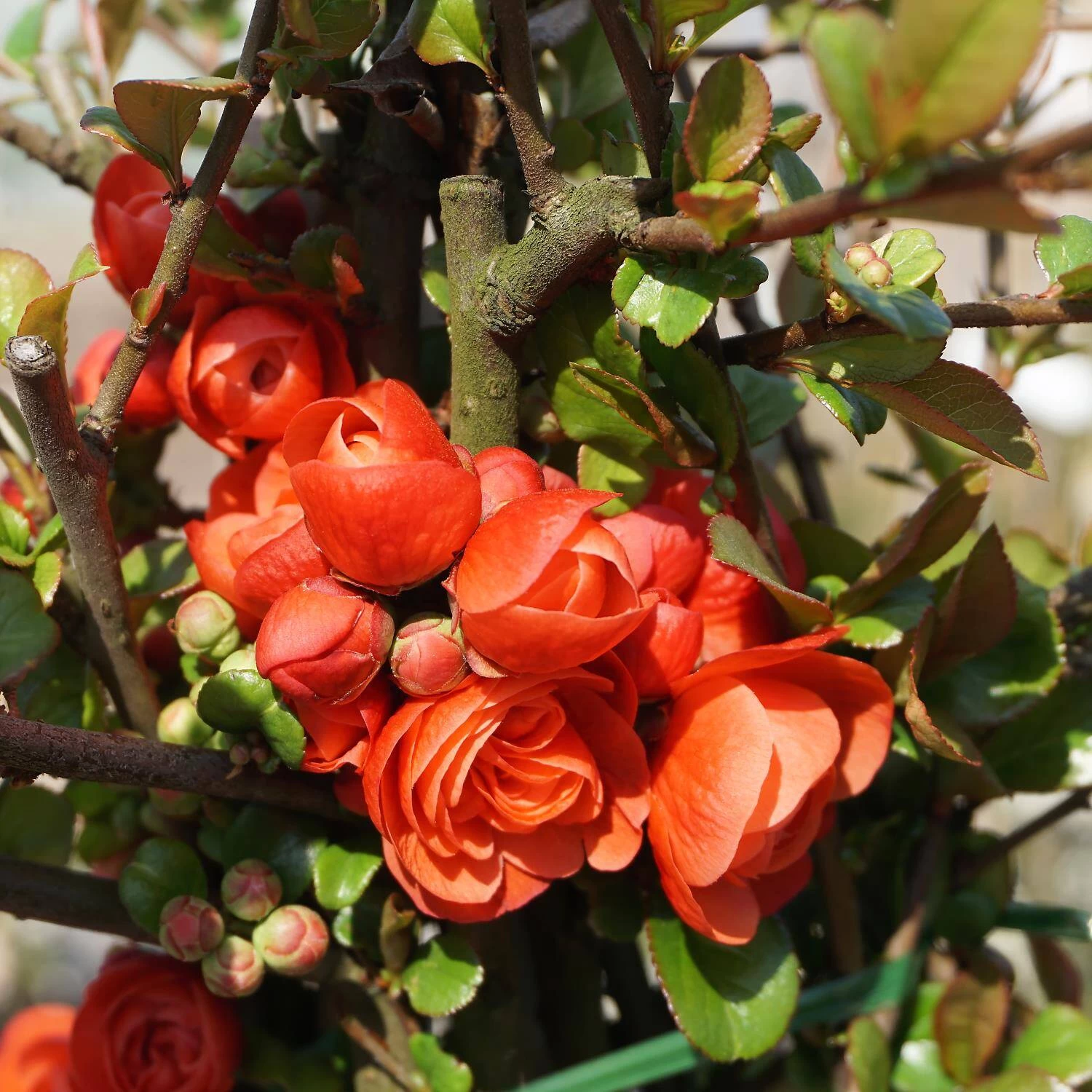 Chaenomeles Speciosa 'Orange Storm' – Bild 2