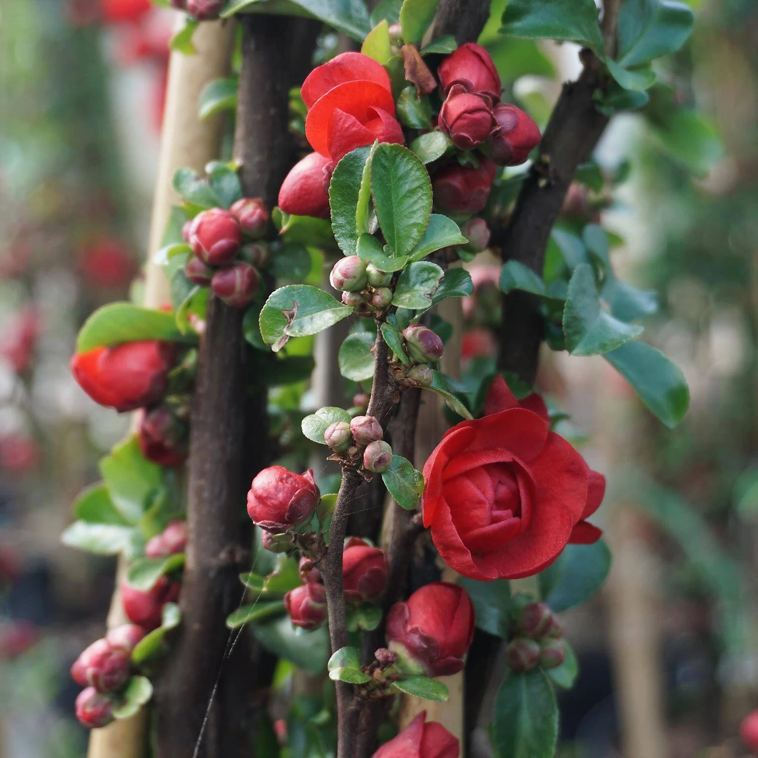Chaenomeles Speciosa 'Scarlet Storm' – Bild 2