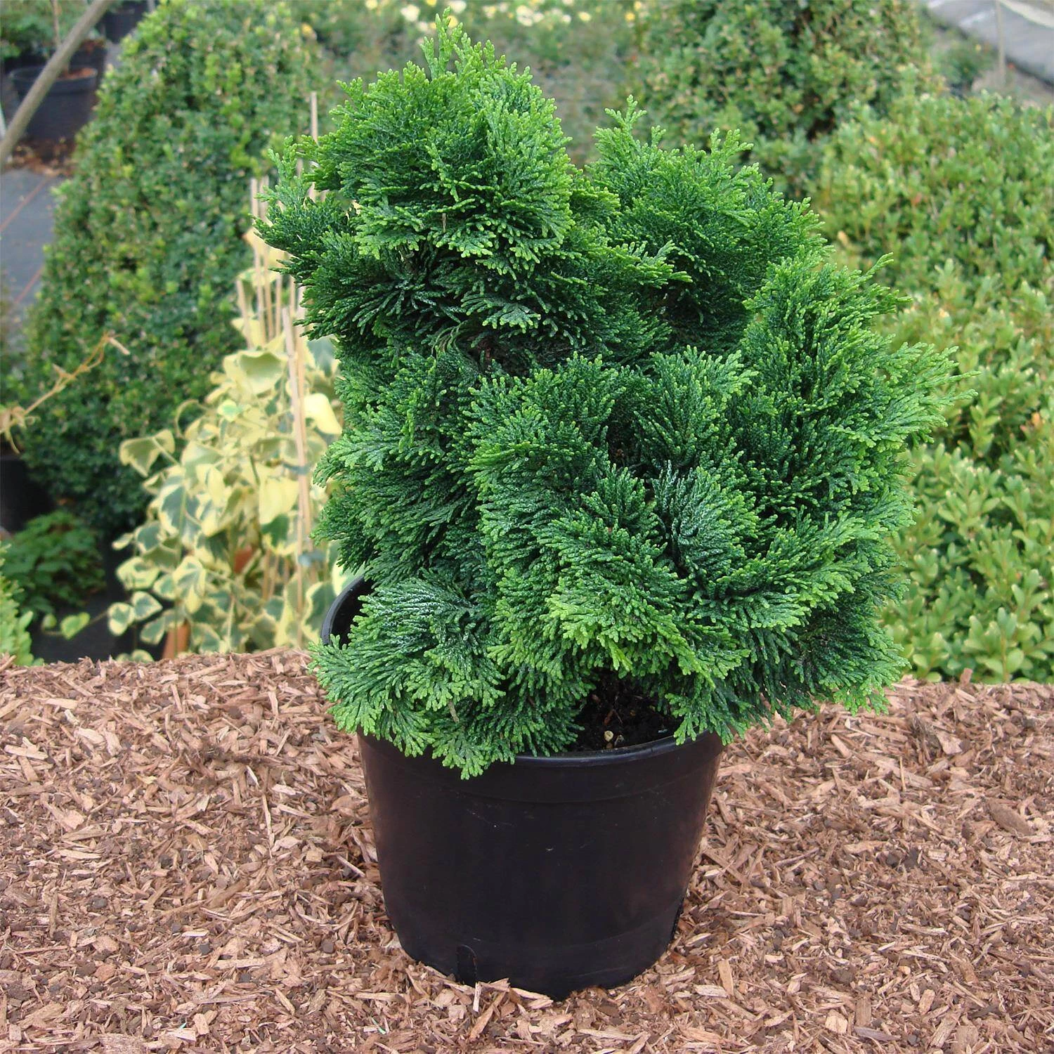 Chamaecyparis Obtusa 'Nana Gracilis'
