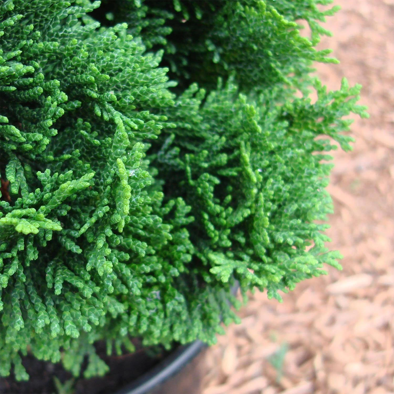 Chamaecyparis Obtusa 'Nana Gracilis' – Bild 2