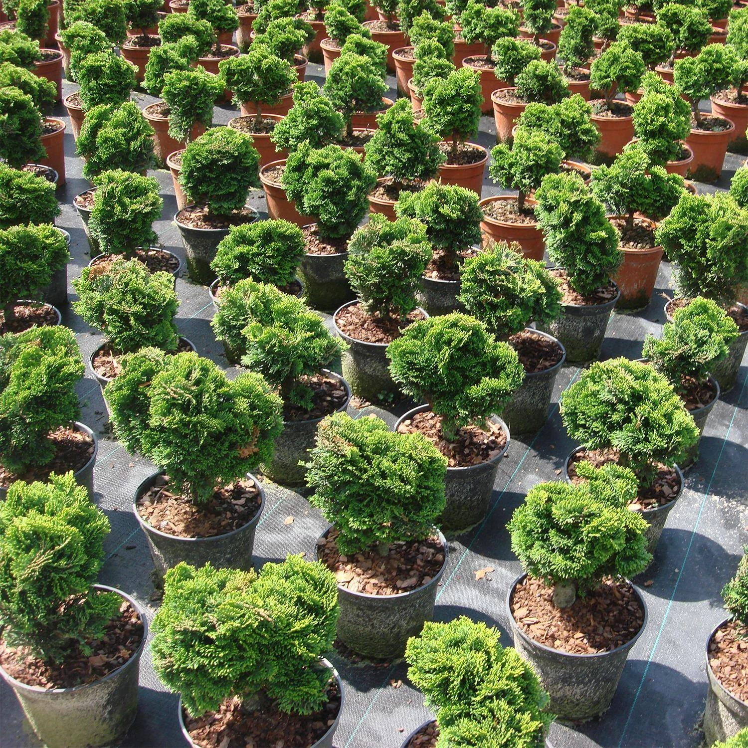 Chamaecyparis Obtusa 'Nana Gracilis' – Bild 3