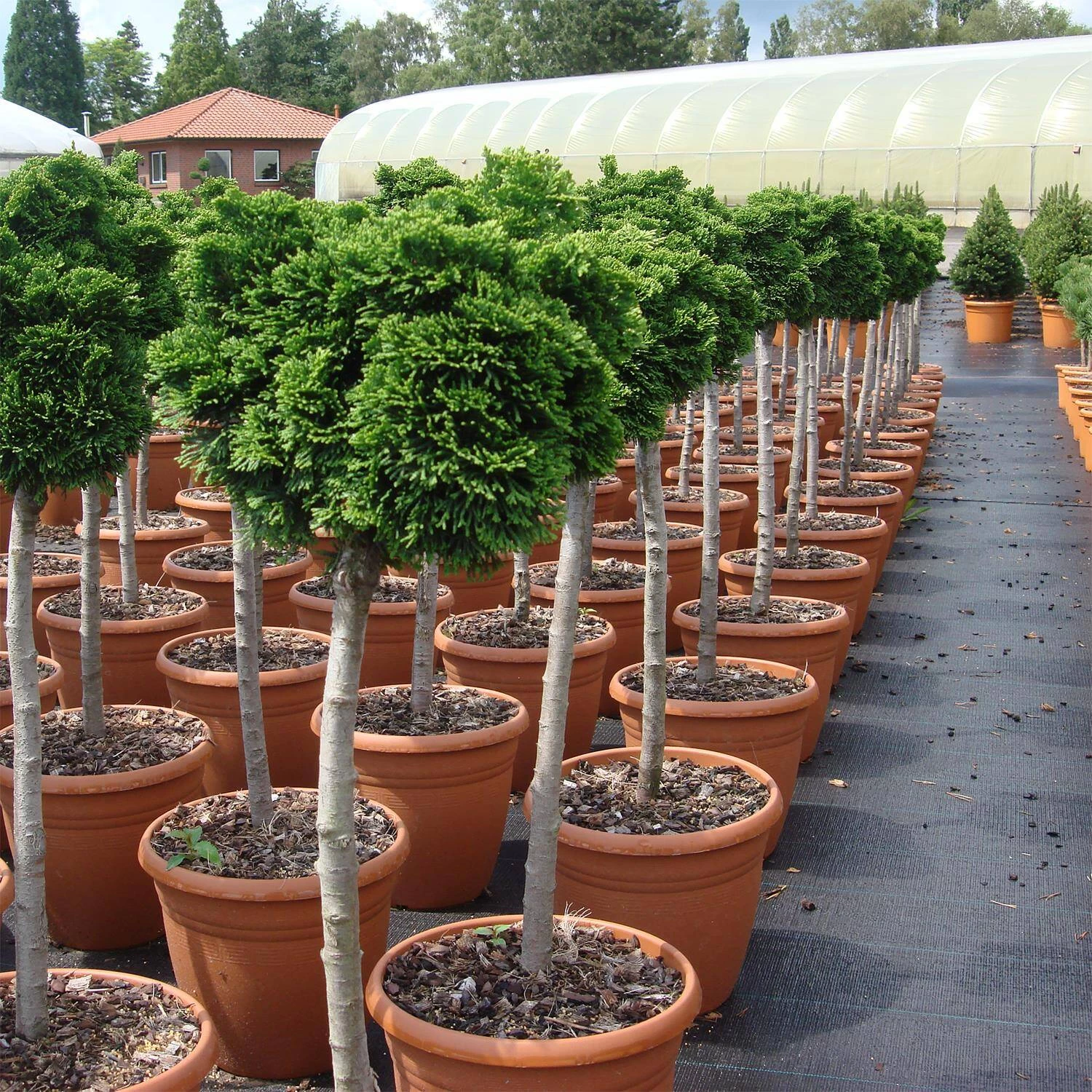 Chamaecyparis Obtusa 'Nana Gracilis' – Bild 4