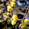 Chimonanthus Praecox
