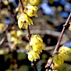 Chimonanthus Praecox