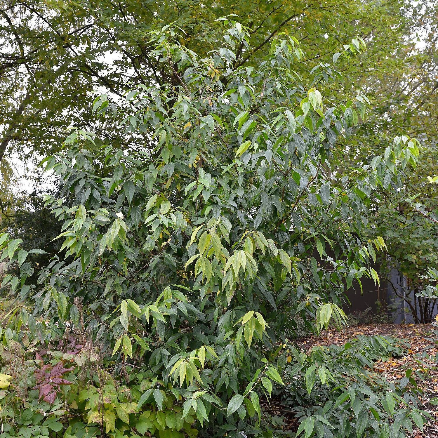 Chimonanthus Praecox – Bild 2