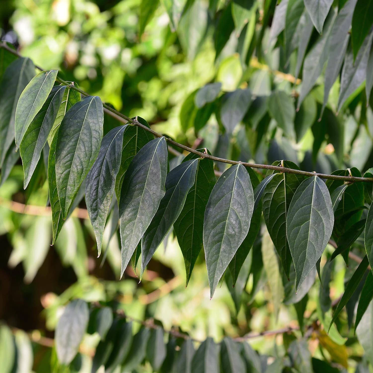 Chimonanthus Praecox – Bild 3