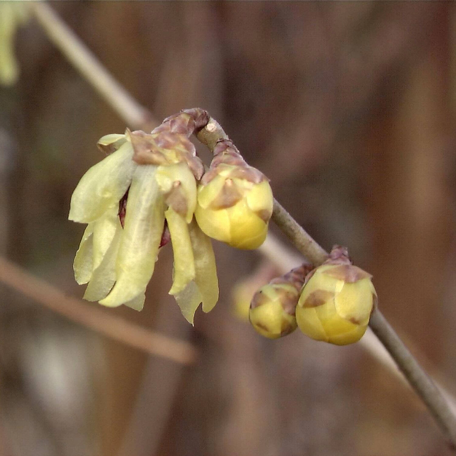Chimonanthus Praecox – Bild 5