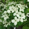 Cornus Kousa Chinensis
