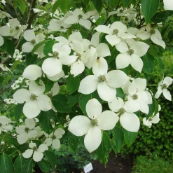 Cornus Kousa Chinensis