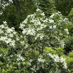 Cornus Kousa Chinensis 'China Girl'