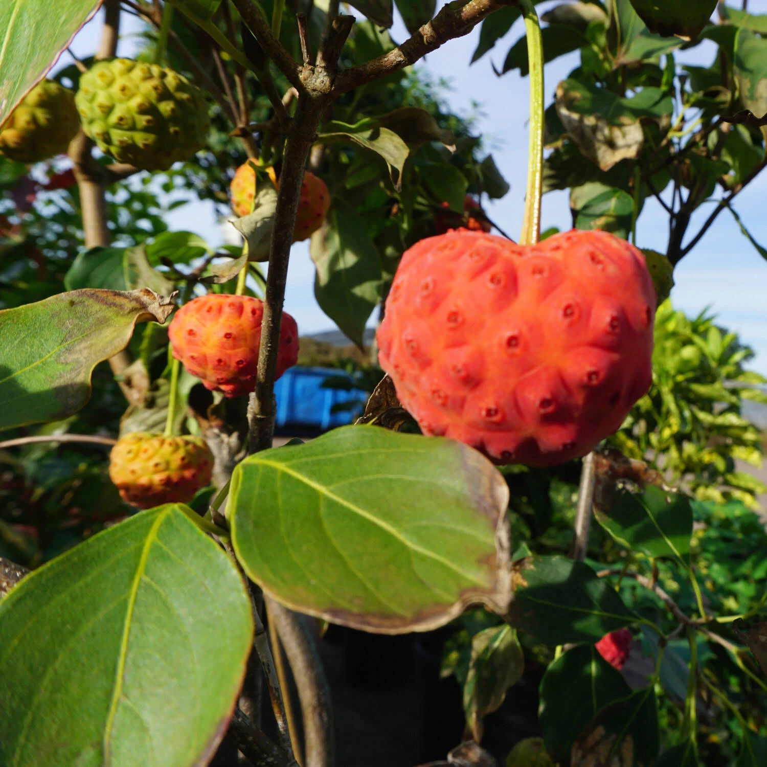 Cornus Kousa Chinensis 'China Girl' – Bild 2