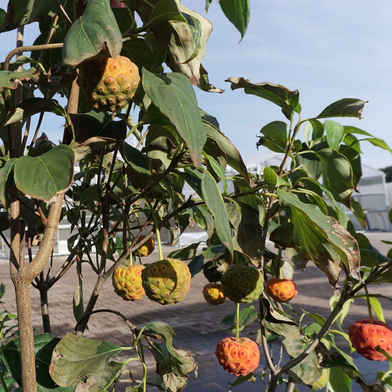 Cornus Kousa Chinensis 'China Girl' – Bild 3