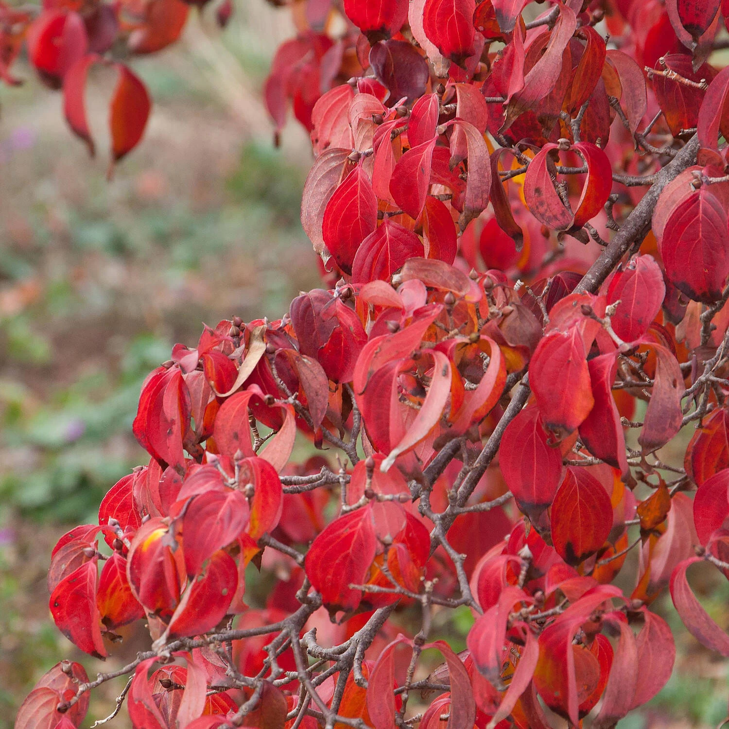 Cornus Kousa Chinensis 'Kreuzdame' – Bild 2