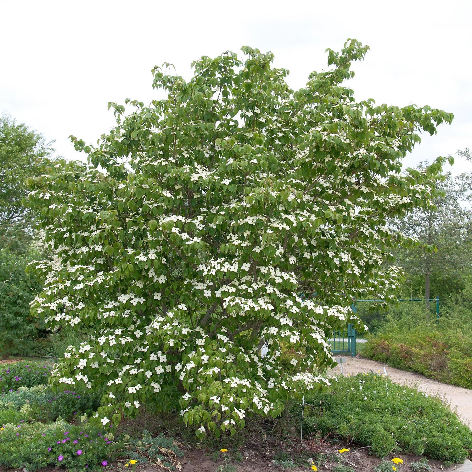Cornus Kousa Chinensis 'Kreuzdame' – Bild 3
