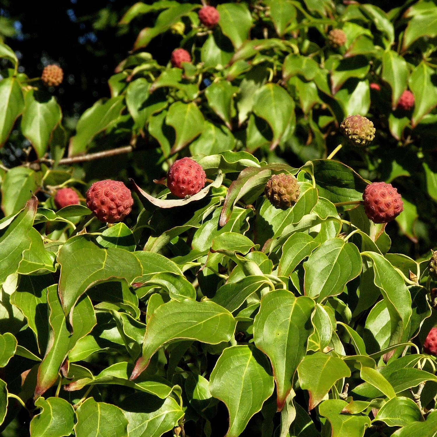 Cornus Kousa Chinensis 'Schmetterling'
