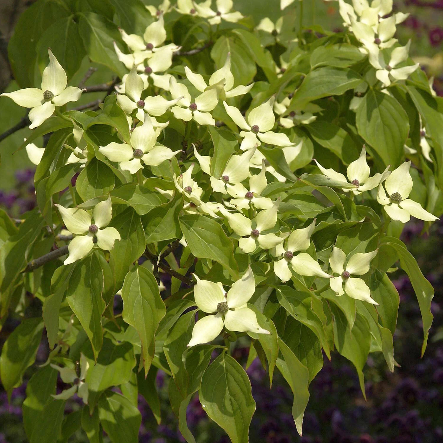 Cornus Kousa Chinensis 'Schmetterling' – Bild 2