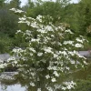 Cornus Kousa Chinensis 'Teutonia'
