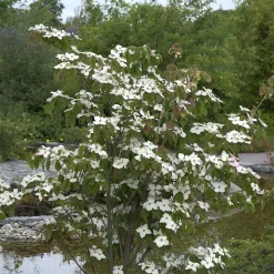 Cornus Kousa Chinensis 'Teutonia'