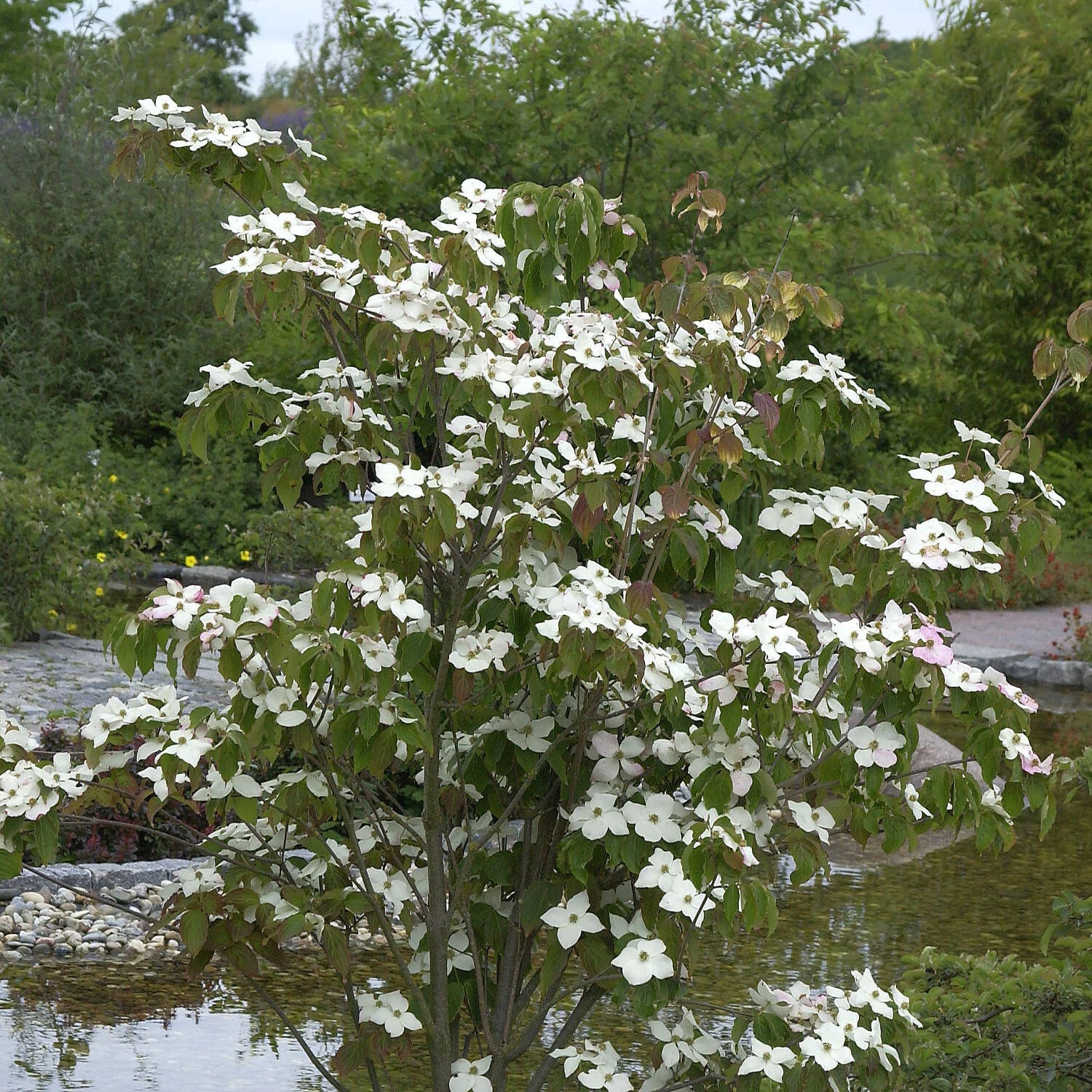 Cornus Kousa Chinensis 'Teutonia'