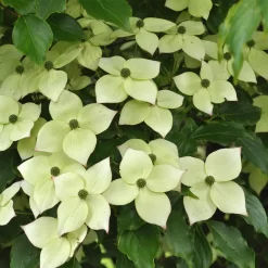 Cornus Kousa Chinensis 'Wieting's Select'