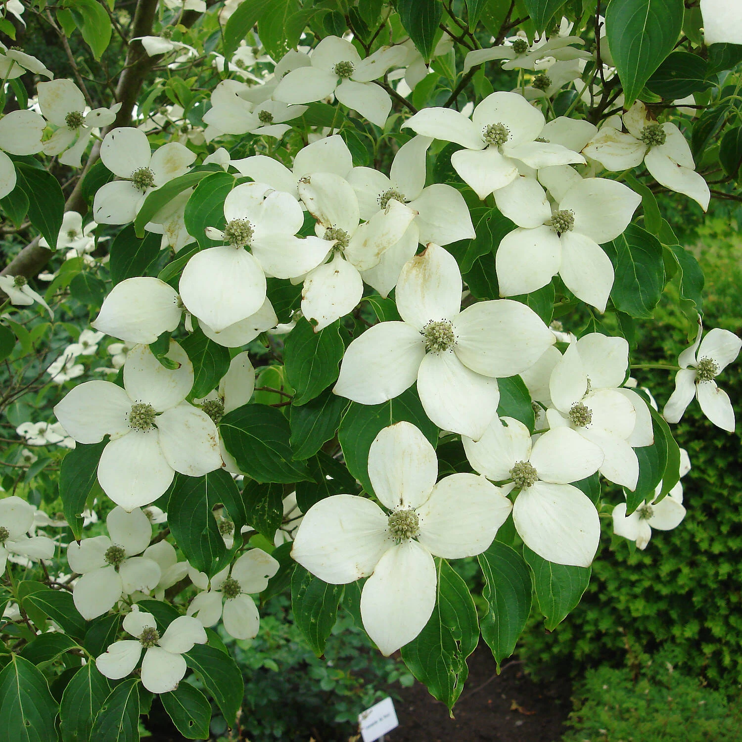 Cornus Kousa Chinensis
