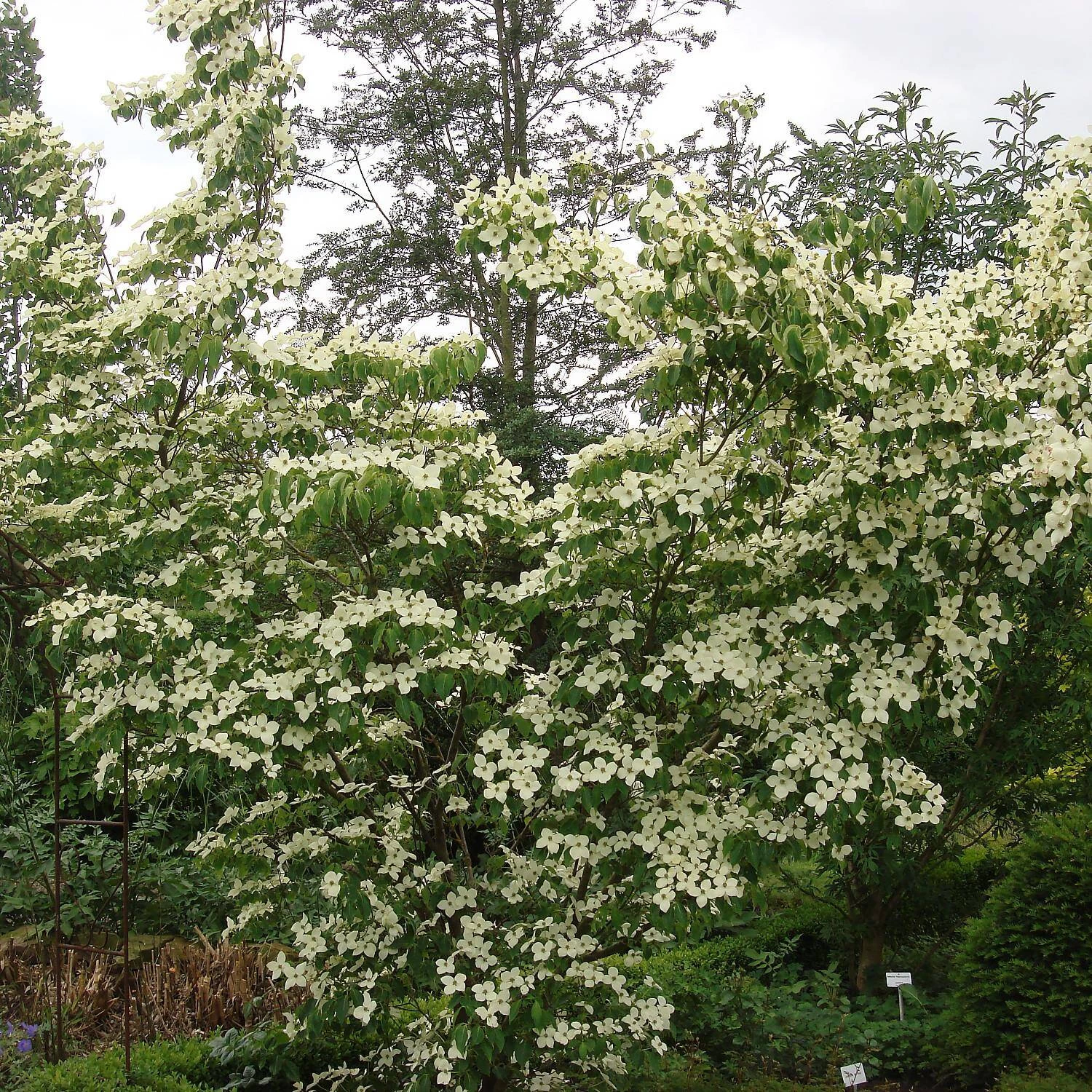 Cornus Kousa Chinensis – Bild 2