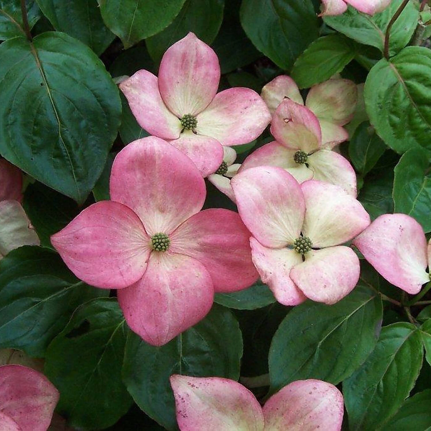 Cornus Kousa 'Satomi'® – Bild 2