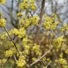 Cornus Mas