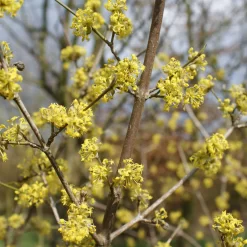 Cornus Mas
