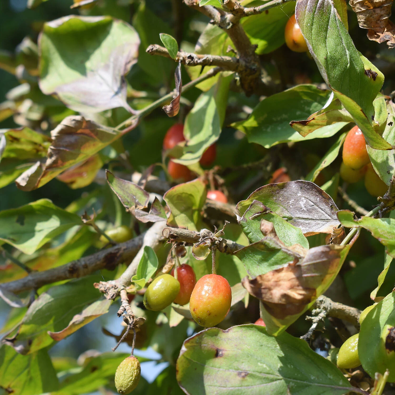 Cornus Mas – Bild 2