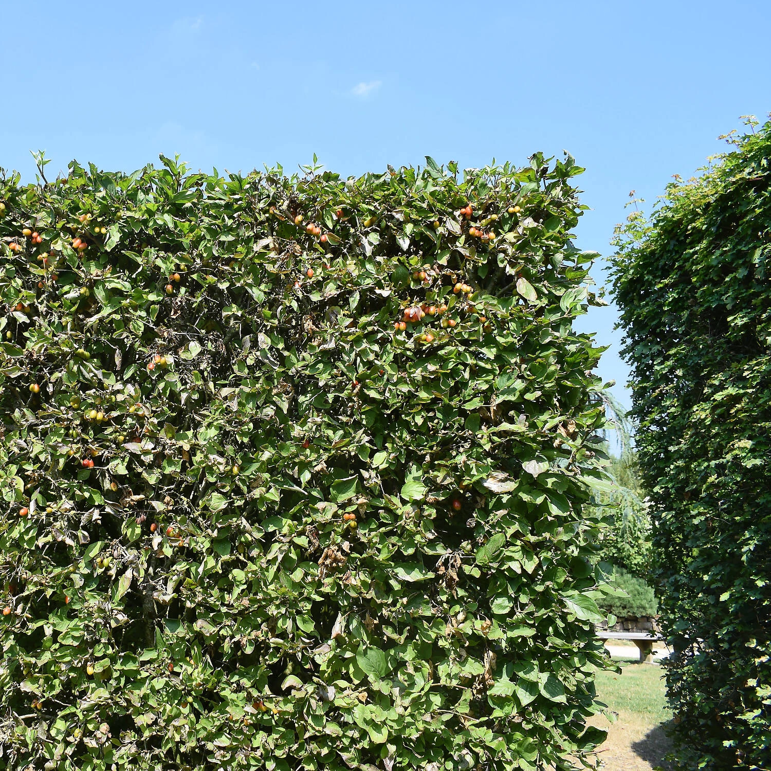 Cornus Mas – Bild 3