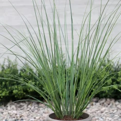 Cortaderia Selloana 'Citaro'