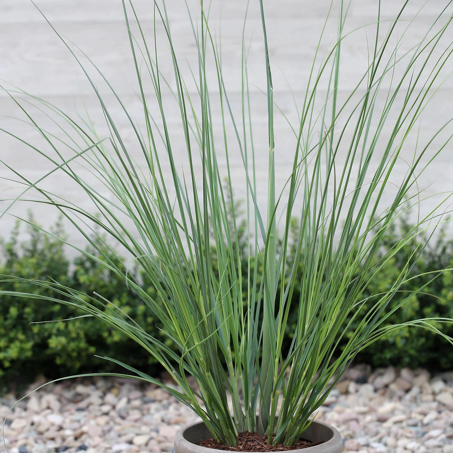 Cortaderia Selloana 'Citaro'