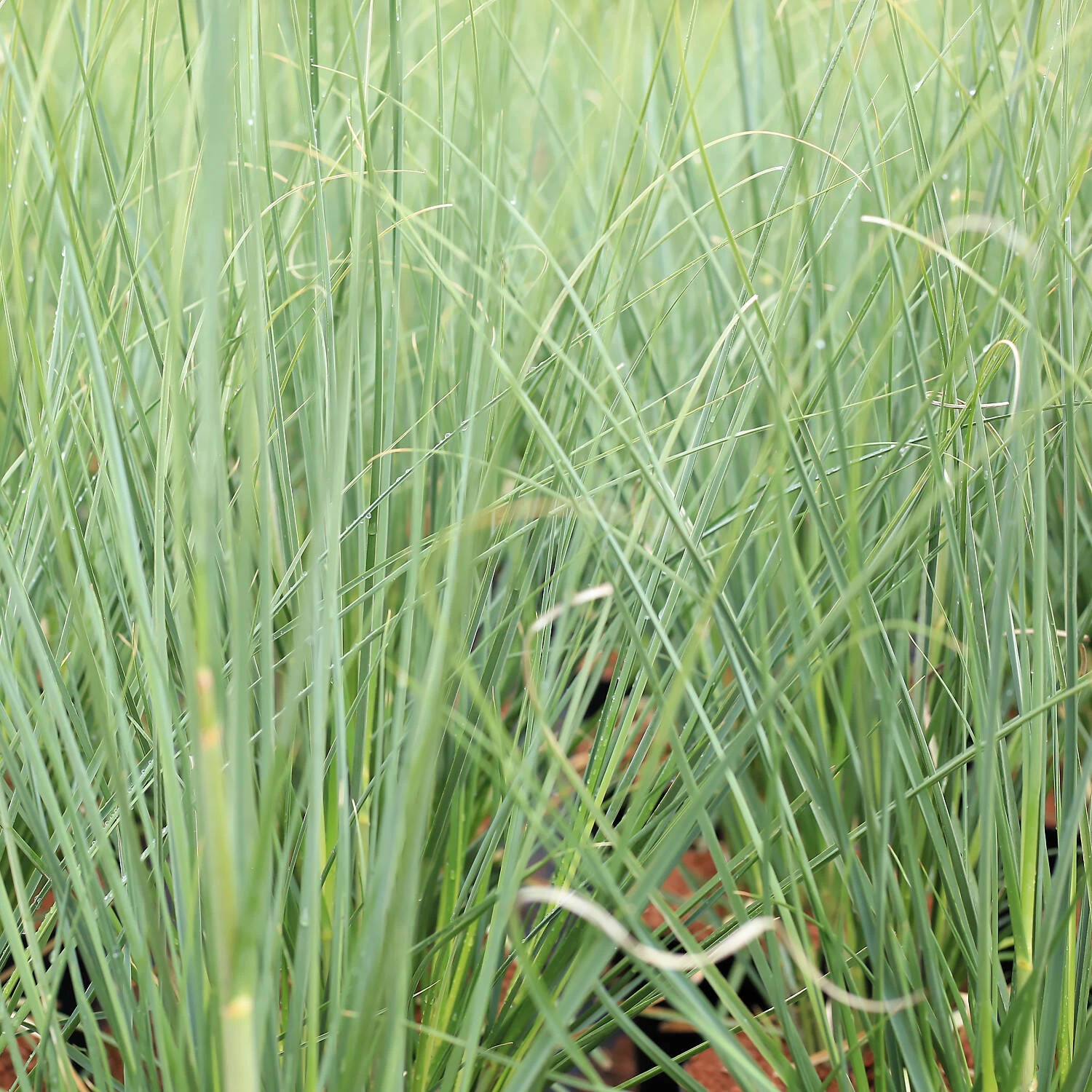Cortaderia Selloana 'Senior'