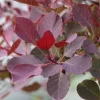 Cotinus Coggygria 'Dusky Maiden'