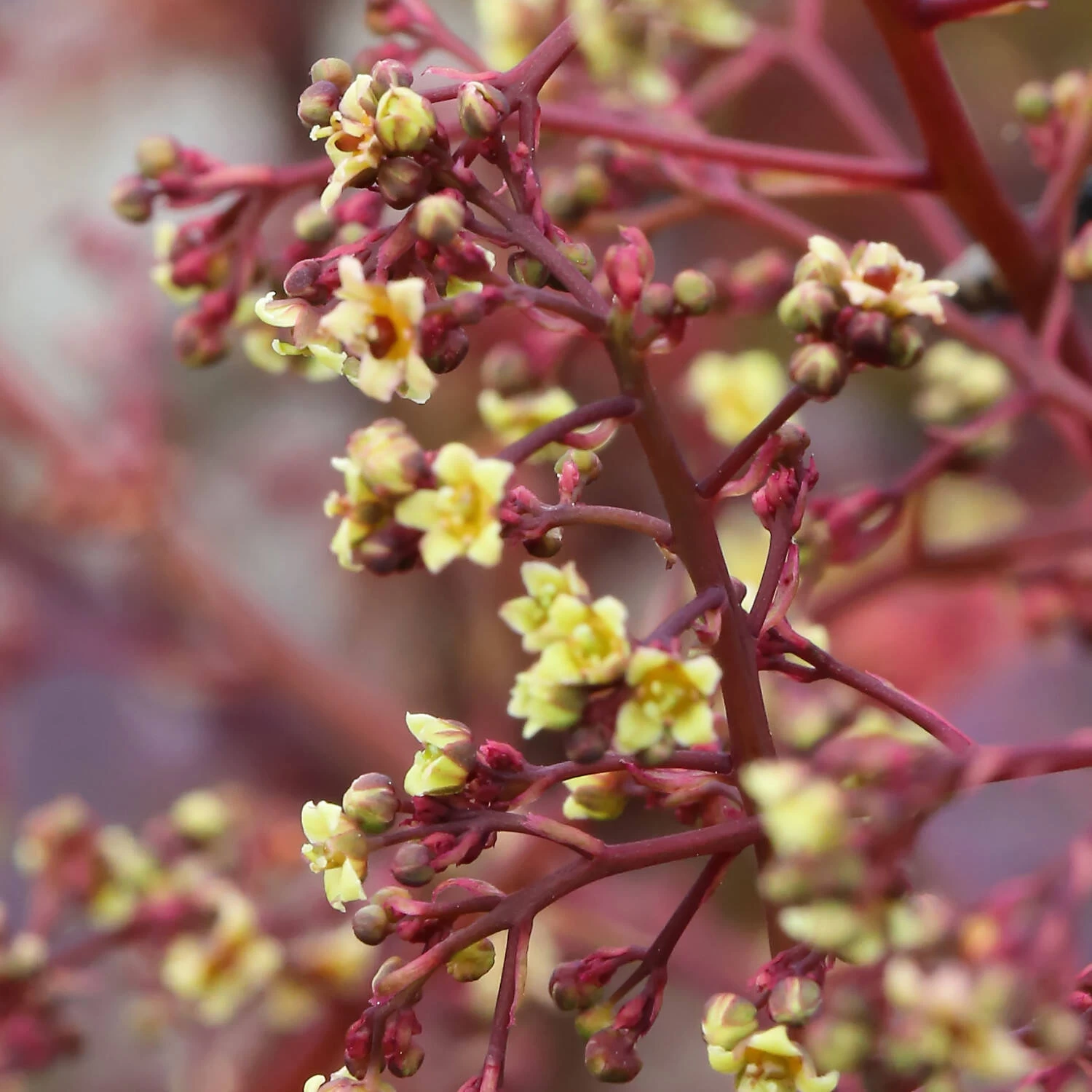 Cotinus Coggygria 'Dusky Maiden' – Bild 2