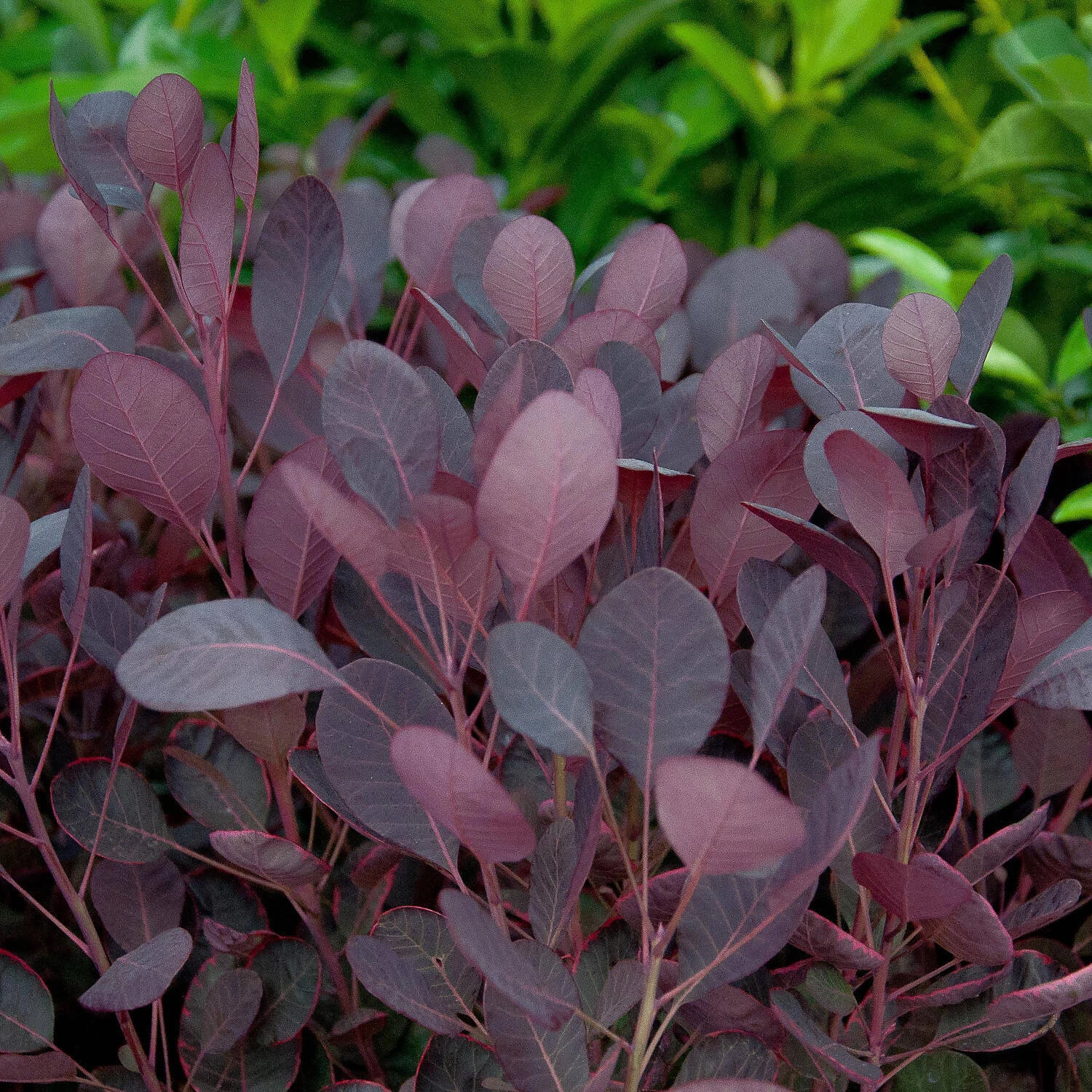 Cotinus Coggygria 'Lilla'