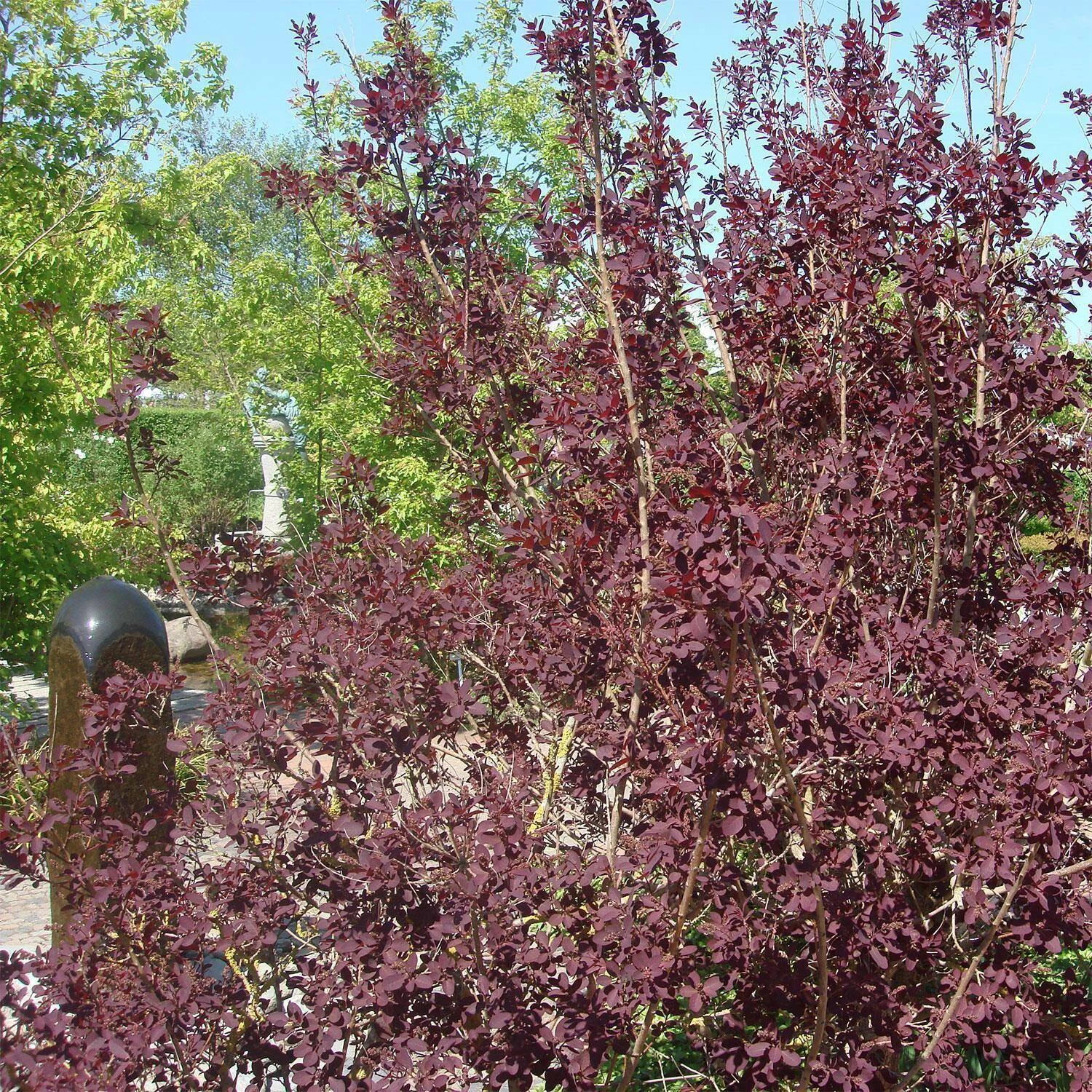 Cotinus Coggygria 'Royal Purple' – Bild 2