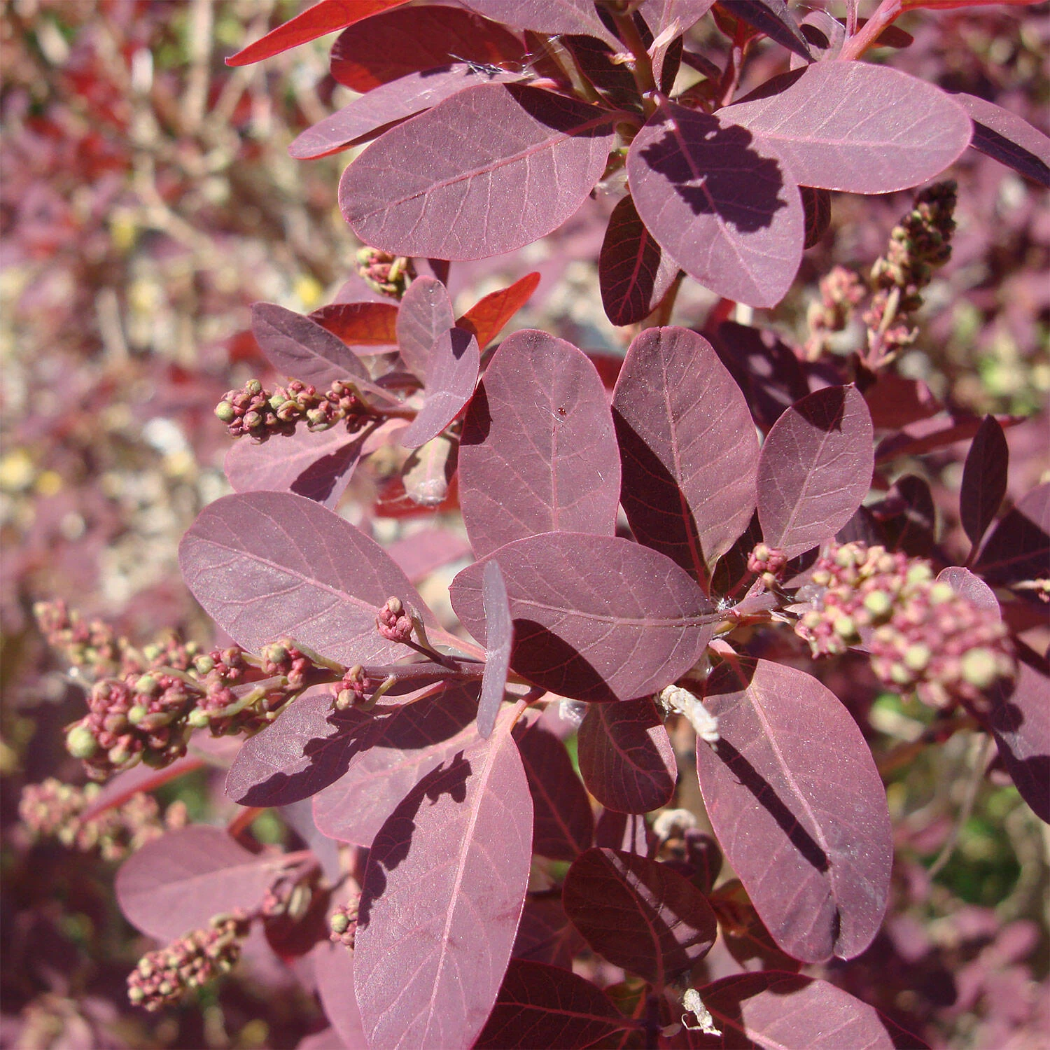 Cotinus Coggygria 'Royal Purple' – Bild 3