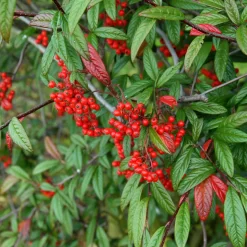 Cotoneaster Salicifolius Floccosus