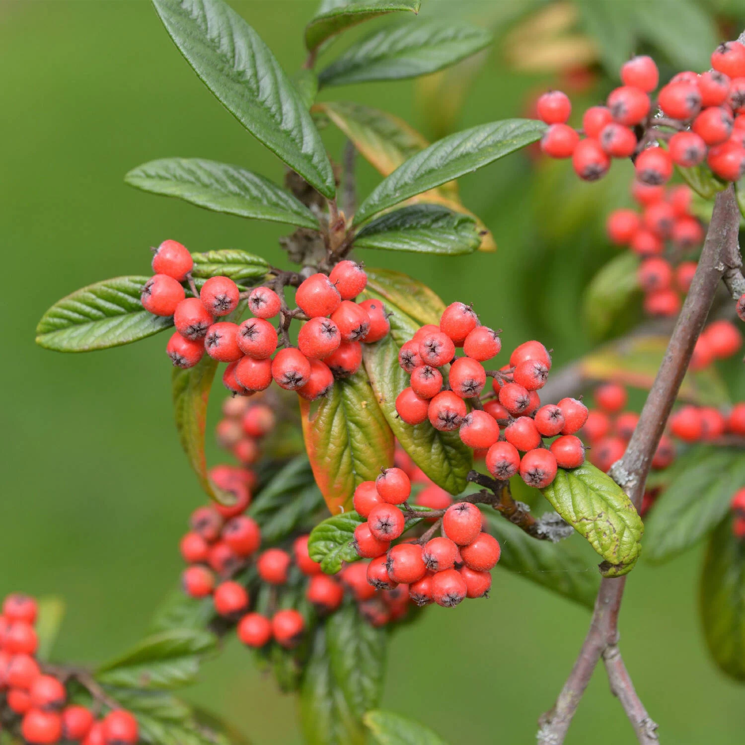 Cotoneaster Salicifolius Floccosus – Bild 2