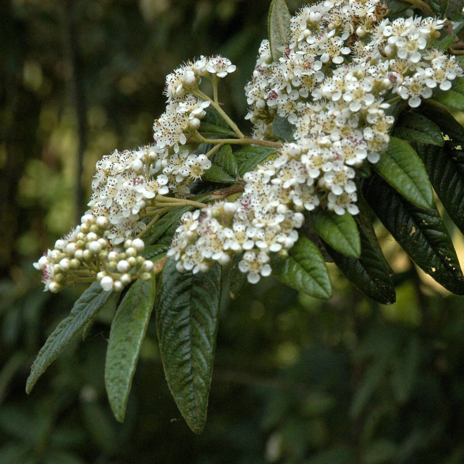 Cotoneaster Salicifolius Floccosus – Bild 3